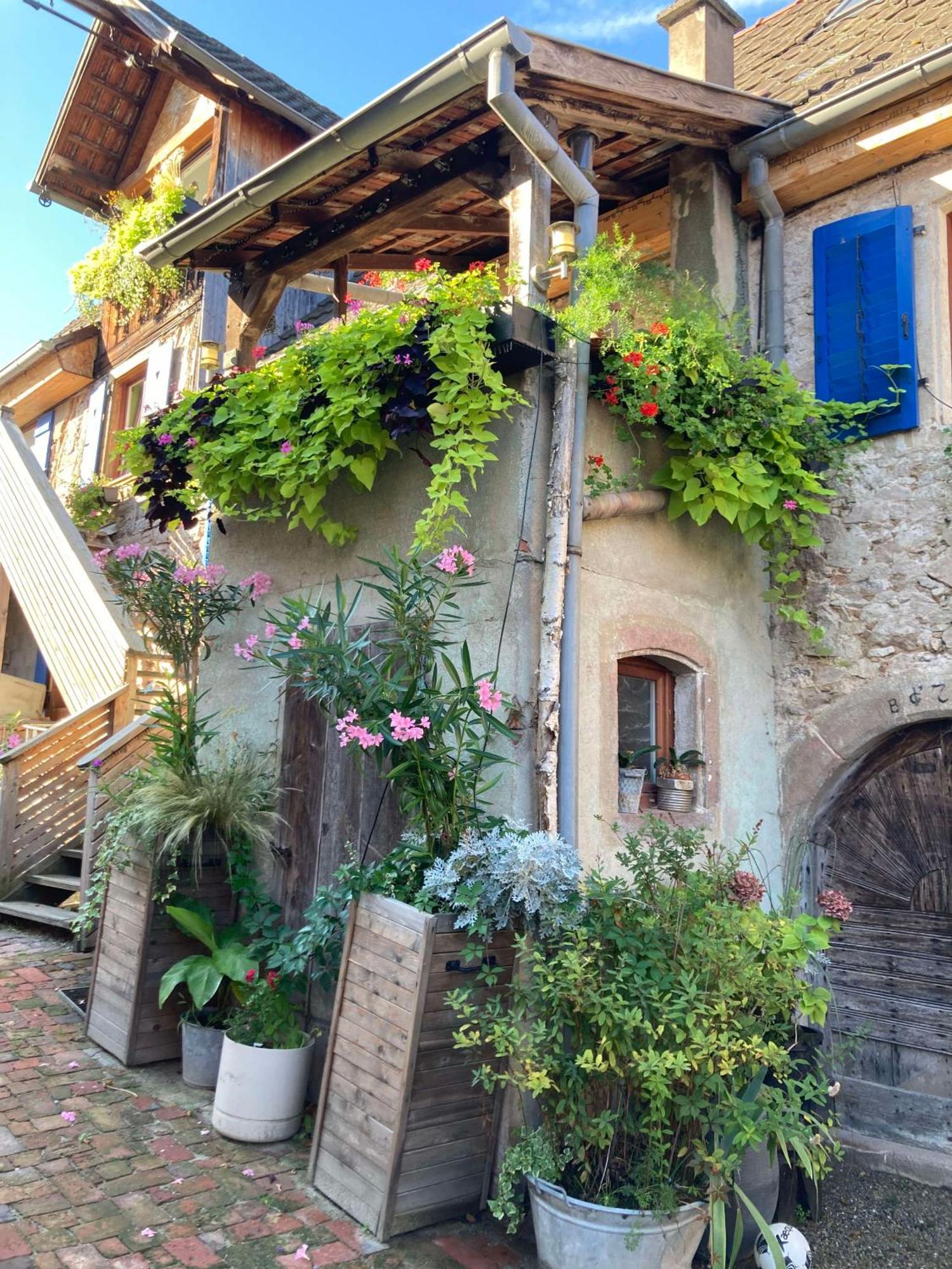 Les Gites Du Raceme Blienschwiller Buitenkant foto